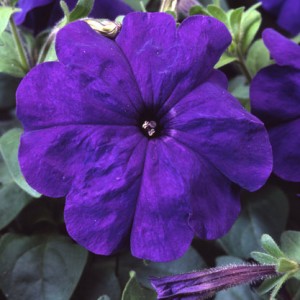Petunia Tango F1 Blue